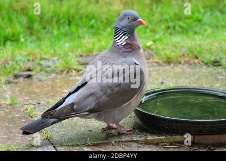 Piccione di legno comune. Columba, bere in un giardino Foto Stock