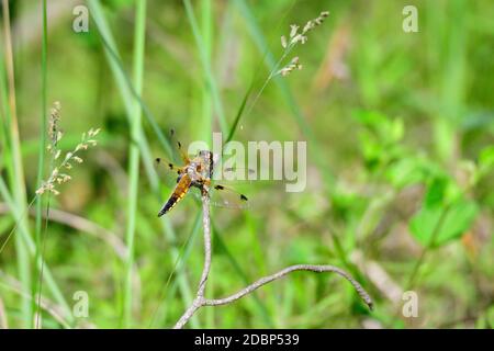 Primo piano di un cacciatore a quattro punti, Libellula quadrimaculata, o dragonfly skimmer a quattro punti che riposa in sassonia Foto Stock