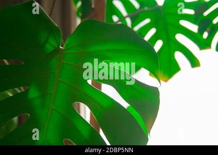 Real monstera foglie in casa con luce del sole per composizione design.Tropical, natura botanica. Foglie tropicali primo piano Foto Stock