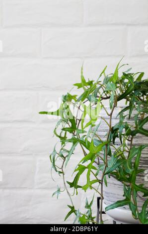 Bella pianta in vaso edera vicino bianco muro di mattoni. Foto Stock