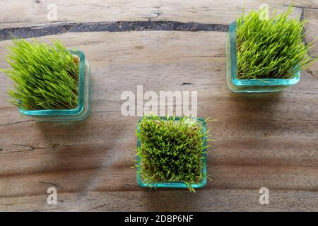 Piante di riso in vaso di vetro. Giovane pianta di riso verde in pentola quadrata su tavola con massiccio asse di legno. Pianta di riso di vista superiore in pentole piccole, posteriore naturale Foto Stock