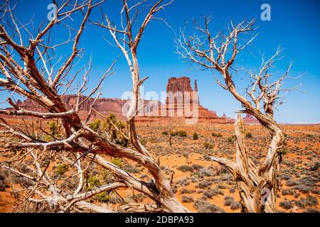 Alberi secchi marcio a Monument Valley in Utah - viaggio fotografia Foto Stock