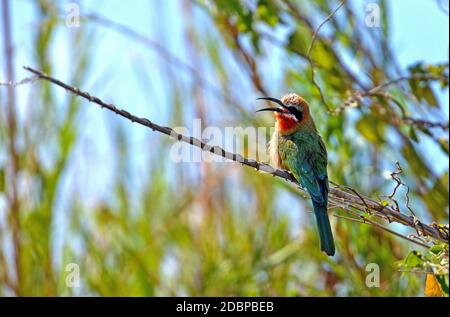 L'ape-mangiatore di fronte bianco, sulle rive del fiume Okavango in Botswana Foto Stock