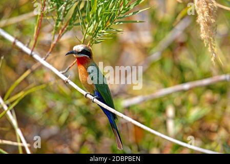 L'ape-mangiatore di fronte bianco, sulle rive del fiume Okavango in Botswana Foto Stock