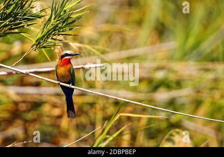 L'ape-mangiatore di fronte bianco, sulle rive del fiume Okavango in Botswana Foto Stock