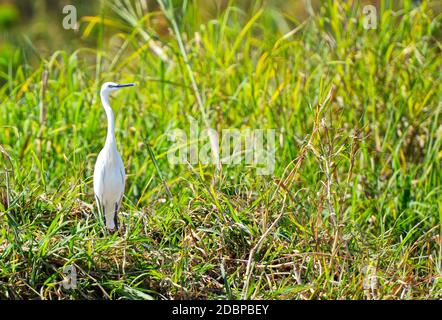 Grande airone bianco sulla riva del fiume Okavango in Botswana Foto Stock