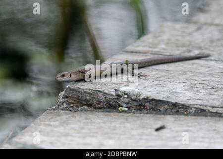 Lucertola vivipara, Zootoca vivipara, riposante su una strada. Habitat, biotopo. Foto Stock