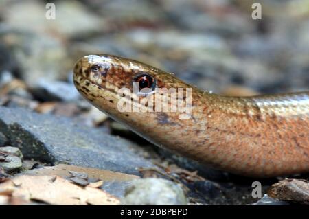 Slowworm, Anguis fragilis, ritratto Foto Stock