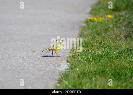 Western Yellow Wagtail Motacilla flava, un piccolo uccello in piedi vicino al Mar baltico Foto Stock