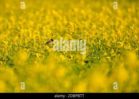 Maschio Whinchat in attesa di cibo su un'apeseed dolce in primavera Foto Stock