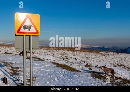 Pony selvaggio in un paesaggio innevato accanto a un segnale stradale avvisare i conducenti di animali selvatici sulla strada Foto Stock