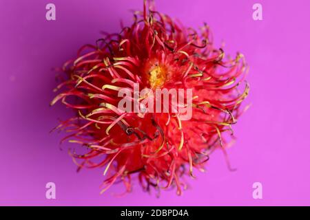 Primo piano di un singolo frutto del Rambutan su sfondo viola. Vista dall'alto di una singola frutta sana. Pronto a mangiare la dolce frutta di Bali. Frutta è ovale arrotondato singolo- Foto Stock