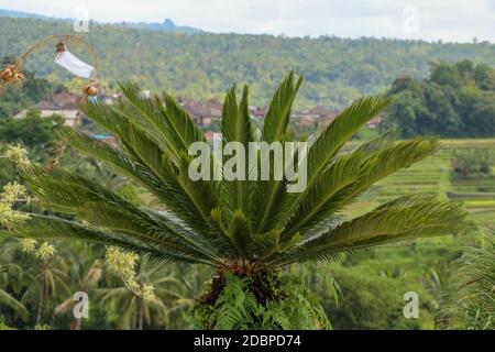 Pianta molto simmetrica Cycas revoluta Thunb sostiene una corona di foglie lucide e verdi scure su un tronco spesso e aghioso. Sfondo verde foglia di Sago Palm. Foto Stock