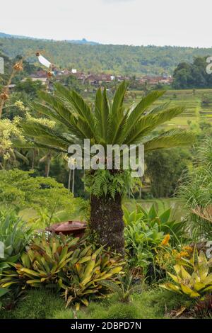 Pianta molto simmetrica Cycas revoluta Thunb sostiene una corona di foglie lucide e verdi scure su un tronco spesso e aghioso. Sfondo verde foglia di Sago Palm. Foto Stock