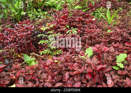 Foglie di Cordyline frutticosa, Cordyline terminalis o ti pianta. Forma rosa foglia rossa che cresce nella giungla. Vegetazione ricca. Foglie rosse e verdi. Migliore te Foto Stock