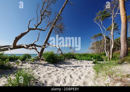 "Weststrand", tra Ahrenshoop e DarÃŸer Ort, penisola "Fischland-DarÃŸ-Zingst", Parco Nazionale "Vorpommersche Boddenlandschaft", Mar Baltico, Meclemburgo-Vorpommern, Germania Foto Stock