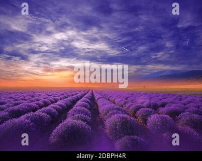 Bella natura tranquilla background.Amazing Lavender Flowers.Art Design.Creative Photography.Conceptual Photo.Fantasy Floral Art.Artistic Wallpaper.Violet Color.Blooming campo di lavanda a Sunset.Blue Sky,Clouds.Orange Color.Unique Summer Landscape.Sun. Foto Stock