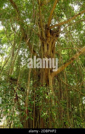 Ficus Elastica ricoperta di lunghe liane nella foresta pluviale. Gomma Fig o gomma Bush in Gunung Kawi Royal Tomb Valley. Albero di gomma, pianta di gomma, Indi Foto Stock