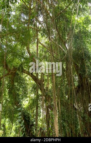 Ficus Elastica ricoperta di lunghe liane nella foresta pluviale. Gomma Fig o gomma Bush in Gunung Kawi Royal Tomb Valley. Albero di gomma, pianta di gomma, Indi Foto Stock