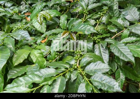 Frutti di bosco maturati di caffè arabica. I chicchi di caffè arabica maturano su un albero. Chicchi di caffè verdi in una caffetteria a Bali, Indonesia. Chicchi di caffè freschi ri Foto Stock