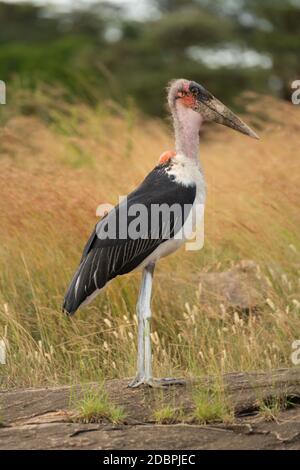 Marabou stork si erge a profilo su roccia Foto Stock