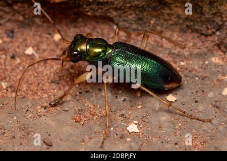 Tiger Beetle verde del genere Tetracha Foto Stock