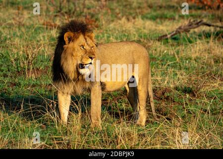 Il leone maschio si trova sulla testa di rotazione dell'erba Foto Stock