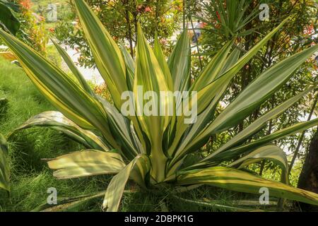 Foglie gialle e verdi Furcraea foetida. Bel fiore Mauritius-canapa. Piante a foglia appuntita, piante per decorare il giardino, botanica. Bellissima Garde Foto Stock