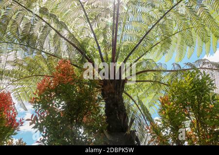 Il sole di mezzogiorno splende attraverso la corona dell'albero tropicale Cyatea Arborea. I raggi del sole passano attraverso i rami dell'albero indiano occidentale, S vernacolare Foto Stock