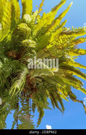 Dolce fuoco verde lasciare di Asplenium Nidus in giardino, esterno e decorazione all'aperto. Il cucal di cetpiera è una specie epifitica di felci della famiglia A. Foto Stock