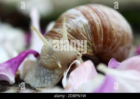 Primo piano di una lumaca romana che mangia un petalo Foto Stock