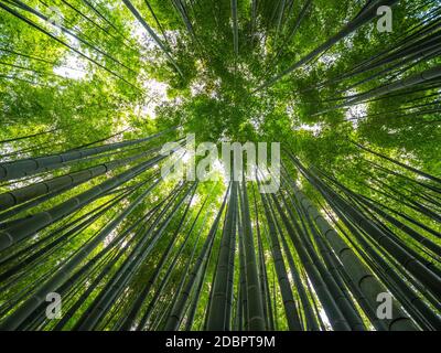 Bosco di bambù in Giappone - un luogo meraviglioso per la ricreazione Foto Stock