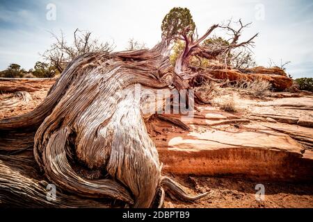 Alberi secchi marcio nel deserto dello Utah - viaggio fotografia Foto Stock