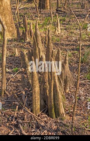 Cypress si inginocchia nella stagione secca nel Parco Nazionale di Congaree In Carolina del Sud Foto Stock