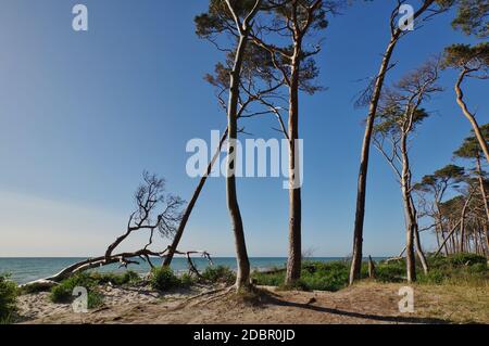 "Weststrand", tra Ahrenshoop e DarÃŸer Ort, penisola "Fischland-DarÃŸ-Zingst", Parco Nazionale "Vorpommersche Boddenlandschaft", Mar Baltico, Meclemburgo-Vorpommern, Germania Foto Stock