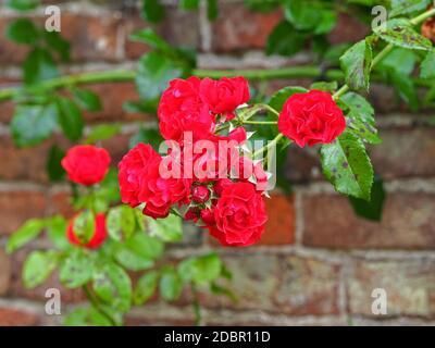 Arrampicata rosa rossa fiorisce e foglie verdi contro un mattone parete Foto Stock