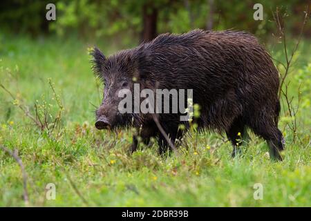 Minaccioso cinghiale, sus scrofa, in corso di glade in estate sera da vista laterale. Mammifero bagnato con pelliccia lunga che cammina sul prato con erba verde. Anima Foto Stock