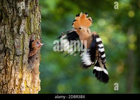 Allevamento di hoopoe eurasiatico in nido all'interno dell'albero e alimentazione di cazzo giovane. L'uccello genitore che passa il cibo a metà della prole giovane. Animale selvatico con ali e c Foto Stock