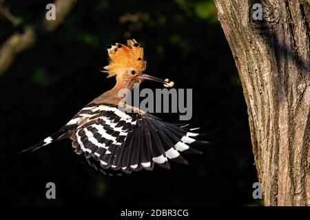 bufala eurasiatica, oppe upupa, volare e tenere una ninfa di bug in becco nella foresta al tramonto dalla vista laterale. Uccello con hoveri di piume arancio e marrone Foto Stock