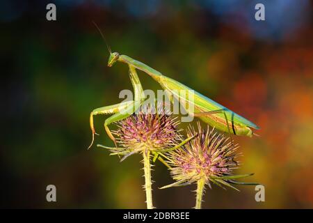 mantis europeo, mantis religiosa, in piedi su due teste fiorenti del thistle in estate al tramonto. Insetto verde con gambe lunghe e antenne aggrappate Foto Stock