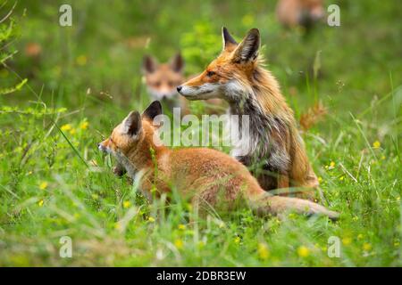 Quattro membri famiglia di volpe, vulpes, pascolo sulla foresta di compensazione. Gruppo di volpi nel deserto. Volpe femminile e i suoi piccoli cuccioli sul cammino Foto Stock