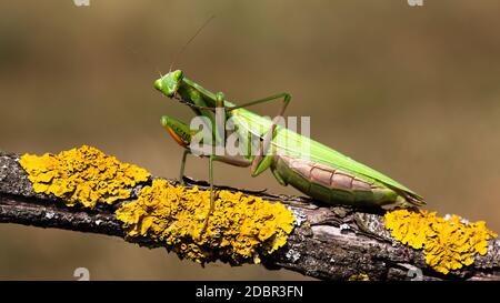 Mantis europeo, mantis religiosa, in piedi su un ramo con muschio giallo e guardando in macchina fotografica in estate al tramonto. Animali in natura. Verde Foto Stock