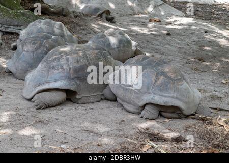 Le tartarughe giganti (dipsochelys gigantea) su Seychelles Island La Digue Foto Stock