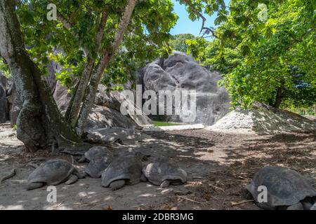 Le tartarughe giganti (dipsochelys gigantea) su Seychelles Island La Digue Foto Stock
