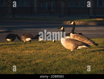 Oche nel Parco Foto Stock