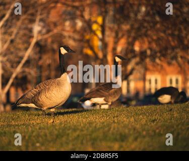 Oche nel Parco Foto Stock