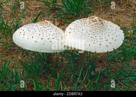 Falso parasol fungo (Chlorophyllum molybdites). Chiamato Green-spored lepiota e Vomiter anche. Foto Stock