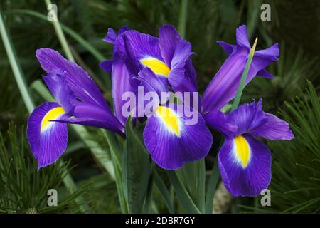 Iris olandese (Iris xiphium). Chiamato anche iris spagnolo. Foto Stock