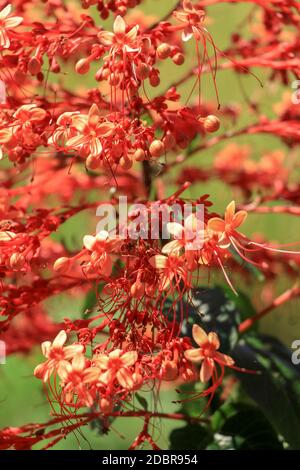 Primo piano fiori rossi di Clerodendrum Paniculatum o Pagoda Flower presi a Bali, Indonesia. Foto Stock