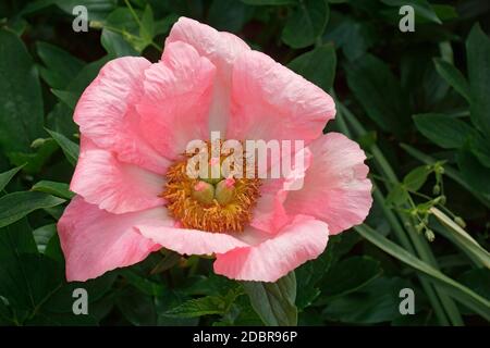 Pony a sorpresa al salmone (Paeonia x sorpresa al salmone) Foto Stock